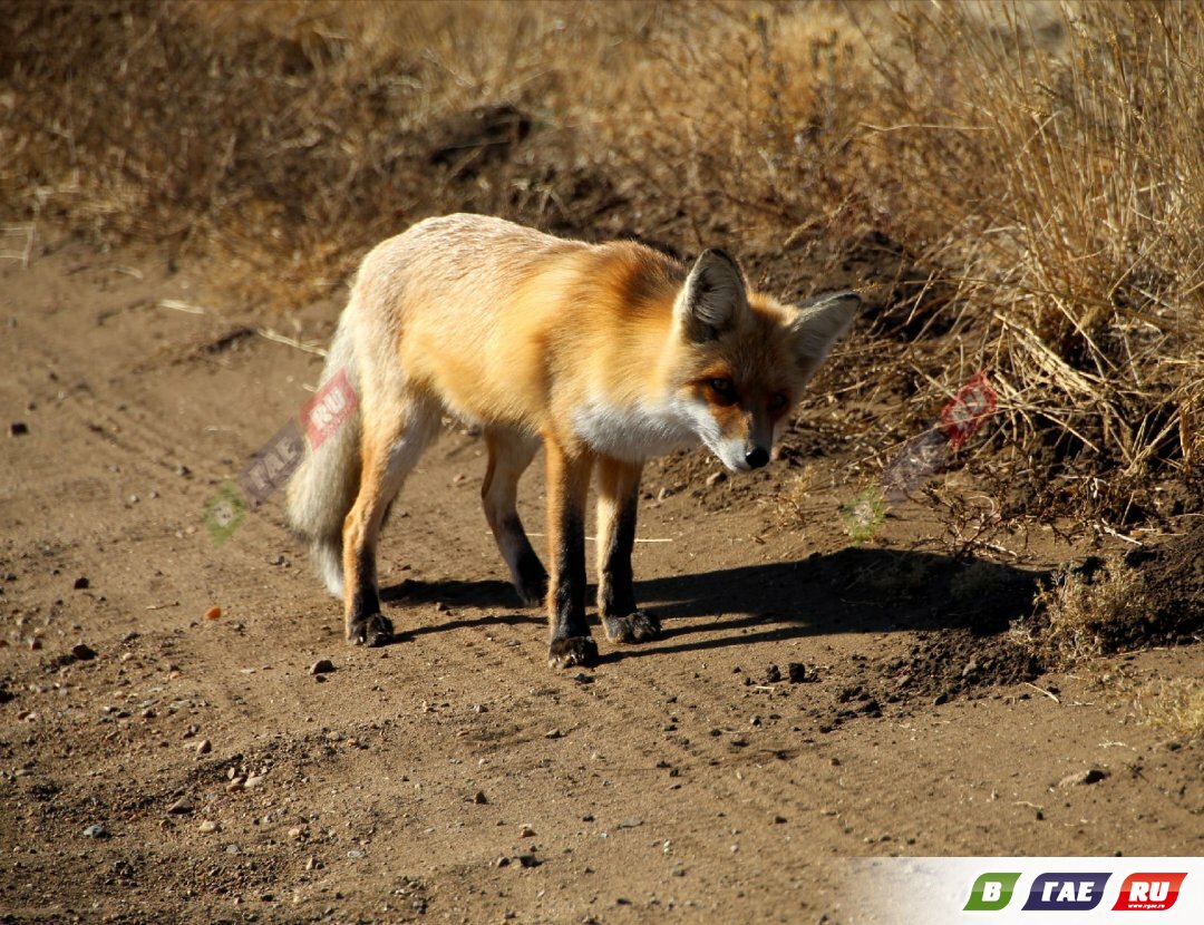Лисовин или сама Патрикеевна затормозила машину? Водитель откупился пирожком