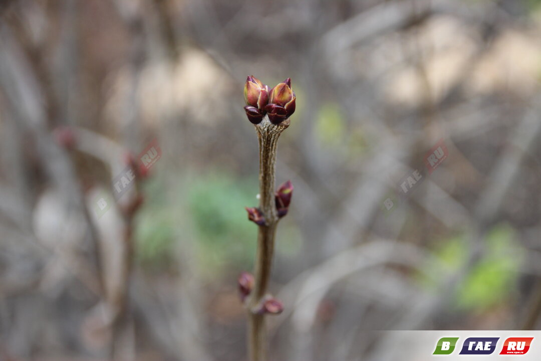 Декабрь стучится в дверь. На сирени набухают почки