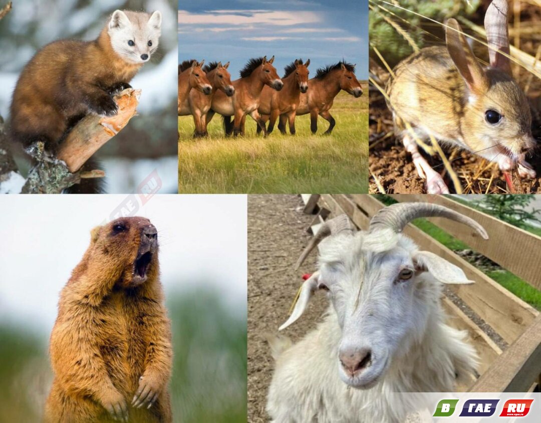 Каким может быть символ Оренбуржья?