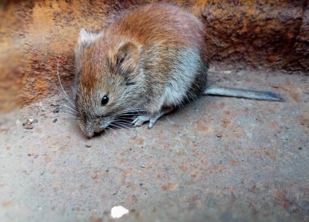 «Шайтан-Тау». Обнаружены три новых вида млекопитающих