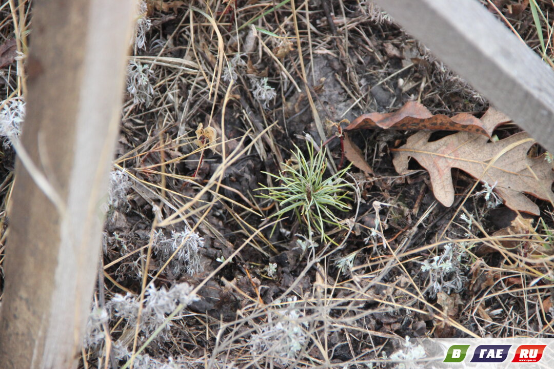 Кедрам - швах! На ул. Молодежной,8 уничтожают крошечные деревца