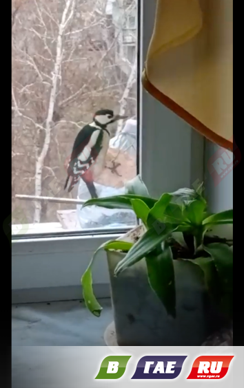 Ну и дятел! Повадился летать к окну