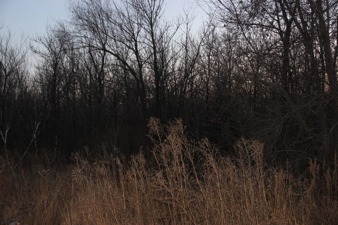 Гайчанин прогулялся по лесопосадкам вокруг Гая. «Страшно, аж жуть». Созрела мысль