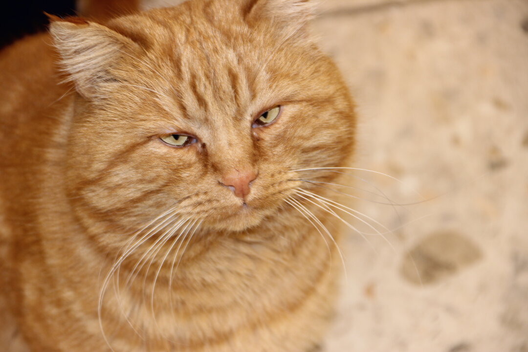 Швейцар по имени Рыжик встречает покупателей у входа