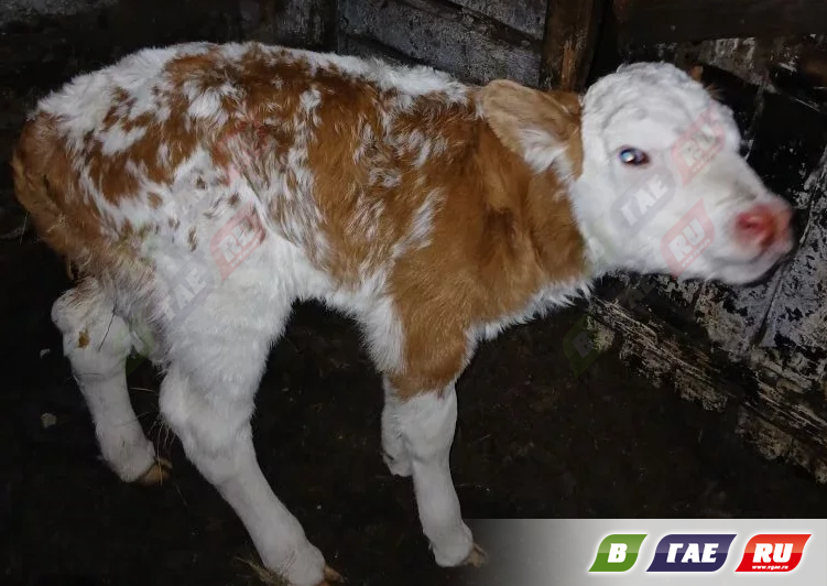 В Новопетропавловке нашлись опекуны бродячих коров и новорожденного теленка. А владельца животных разыскивают