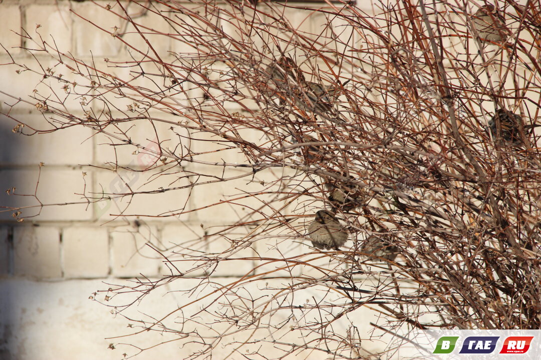 В ближайшие дни ожидаются ночные морозы до -32 В ближайшие дни ожидаются ночные морозы до -32