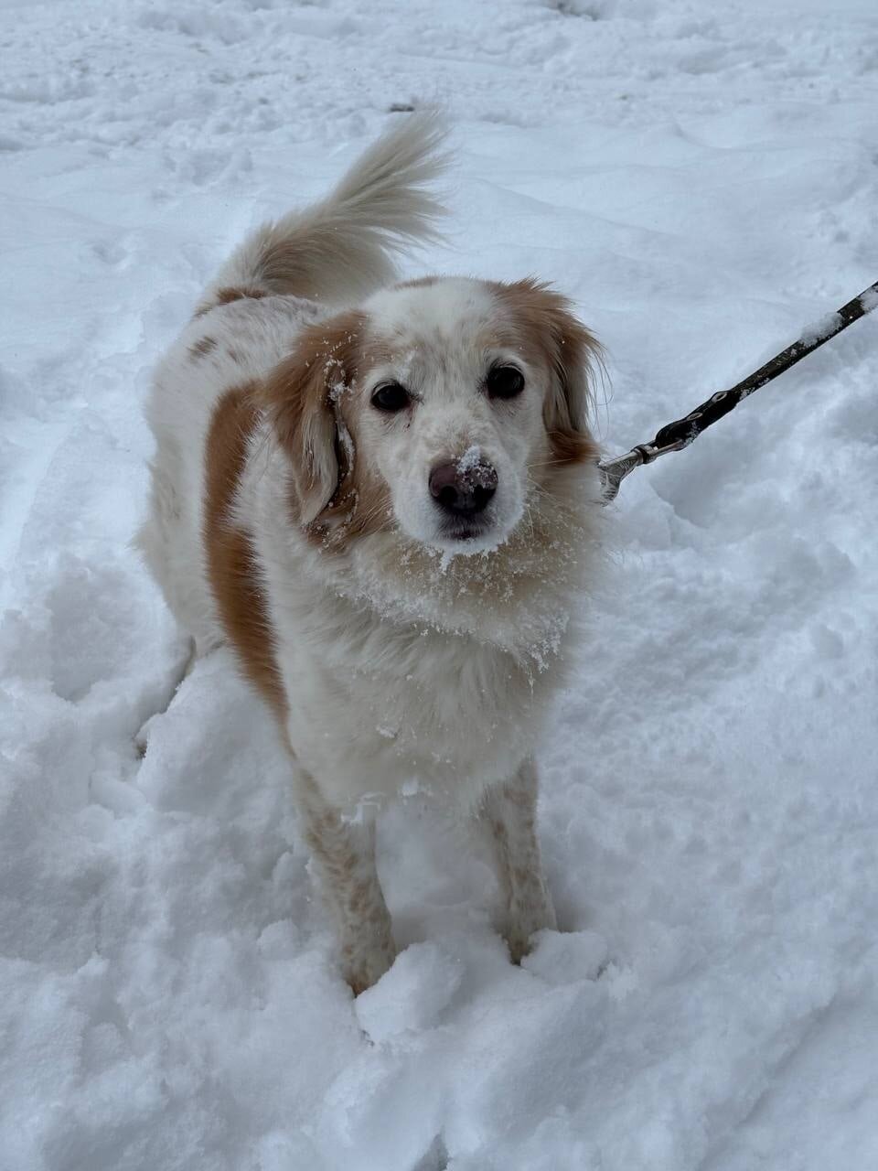 Разыскивается собака. Потерялась в районе ул. Войченко
