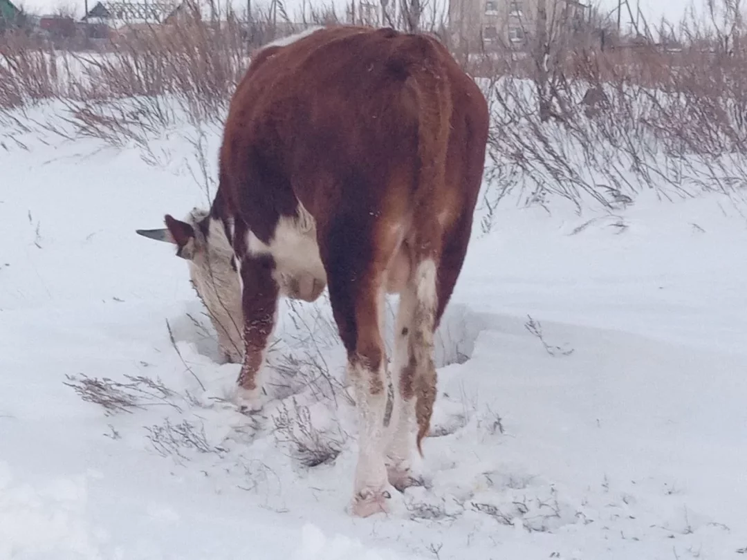 Дачник оставил коров на выживание: хватают снег, ищут клок сена, бродят в селе по ночам