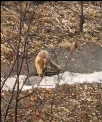 Лисица в Калиновке днем вышла на запах курятника