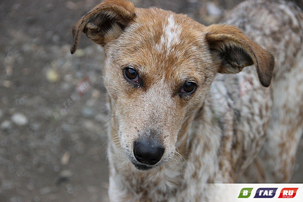 Два владельца собак уплатят штраф 6 000 рублей