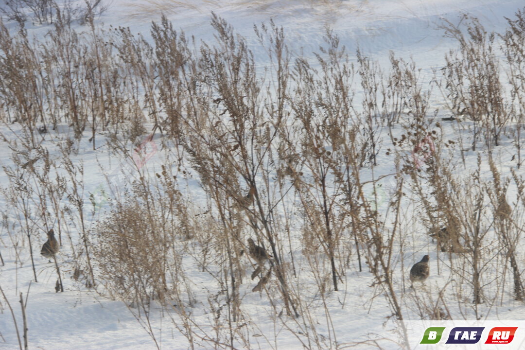 Синоптики прогнозируют снег, в середине недели - мороз с ветром