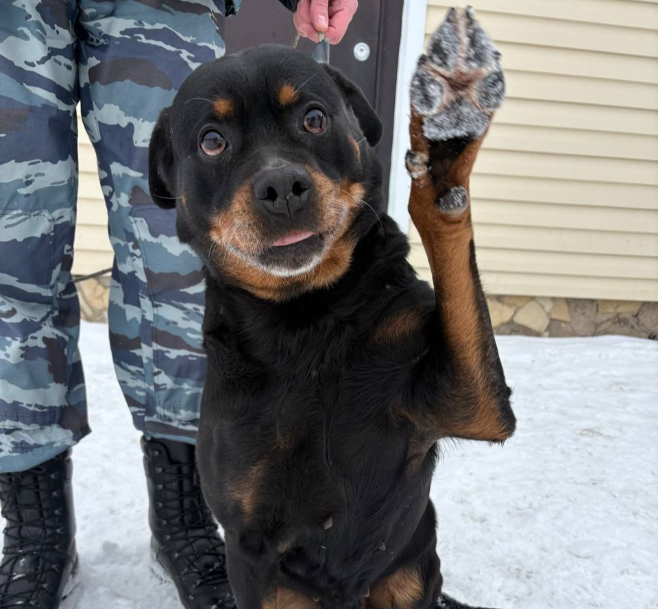 Четыре служебные собаки, вышедшие на пенсию, ищут хозяев