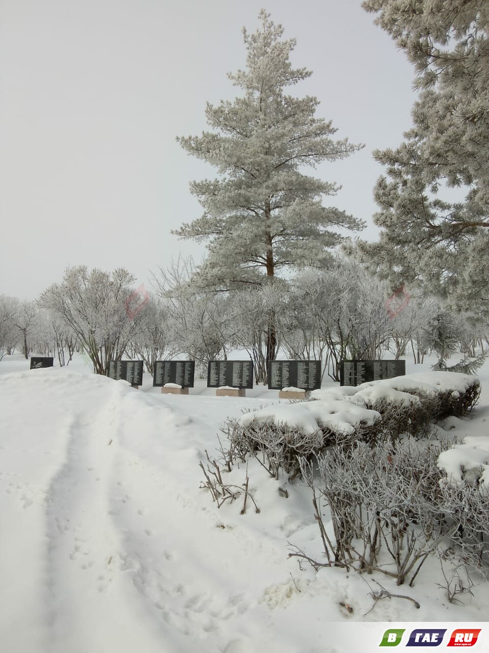 Большой пестрый дятел наведался в сквер имени 25-летия ГОКа