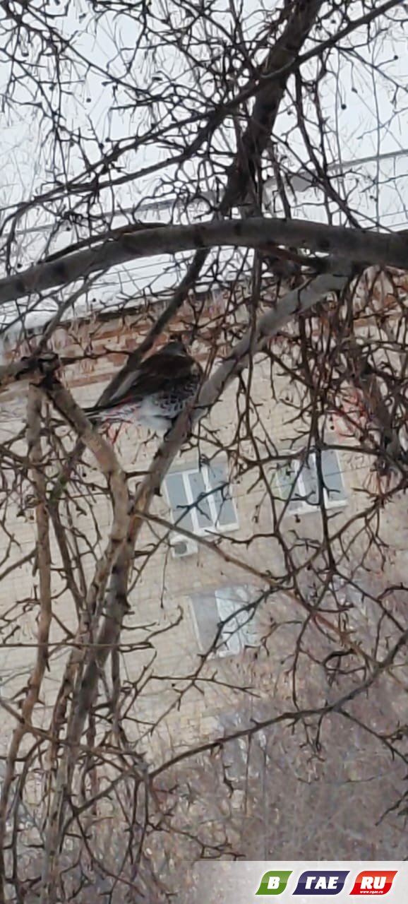 Шумный и смелый кочевник: дрозд-рябинник