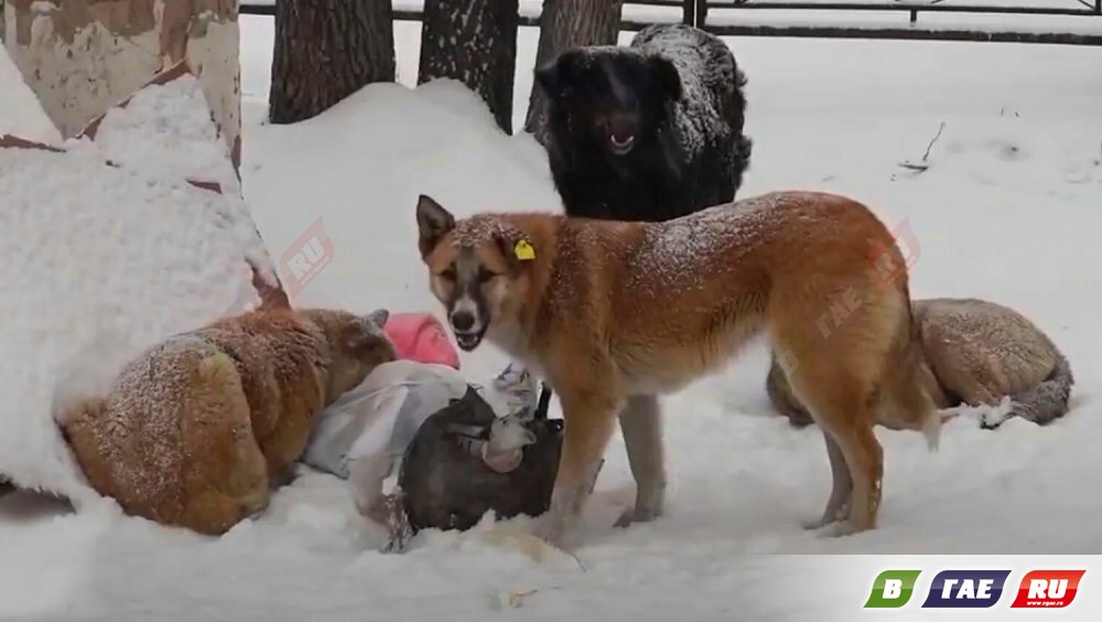 Оренбургский предприниматель отлавливает собак в Гайском муниципальном округе