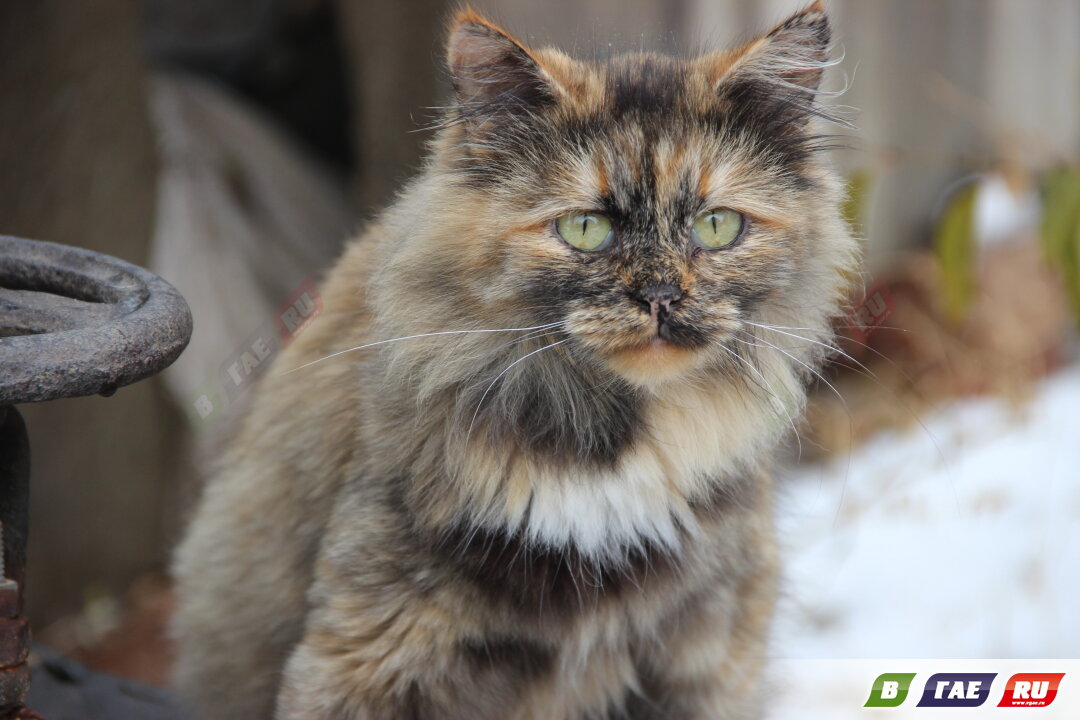 1 марта отмечается День кошек