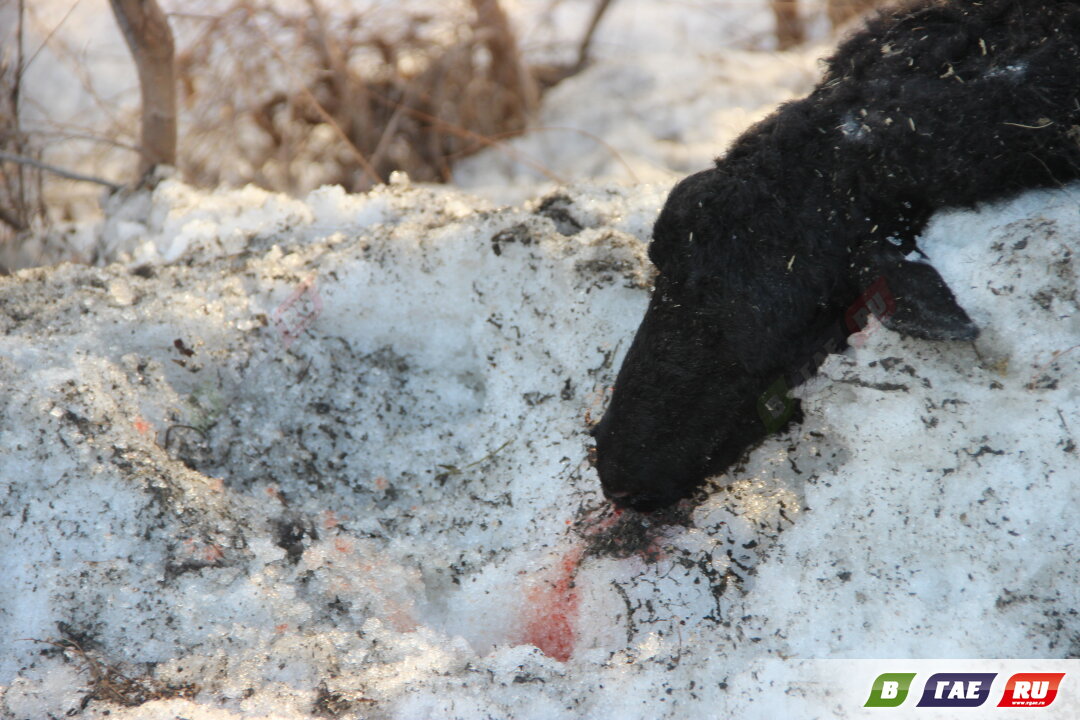 На обочине дороги нашли мертвую овцу