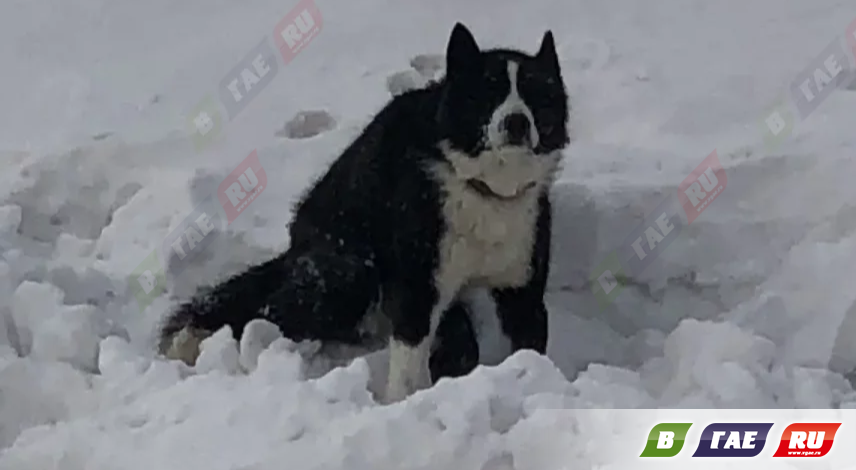 Возможно, раненая собака сидит в поле возле дороги, напротив платного пруда