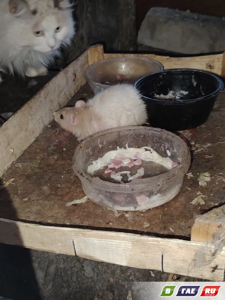 Безымянную домашнюю крысу подбросили в теплотрассу