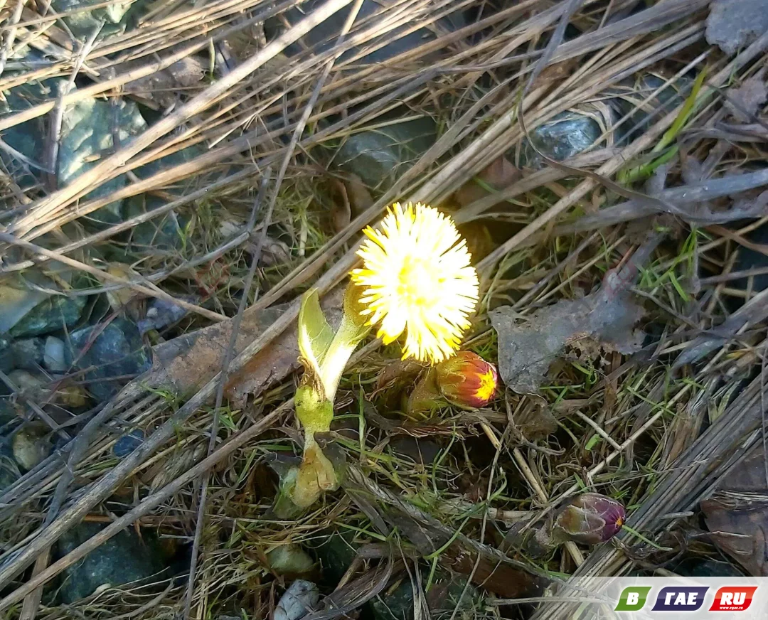 Замечен первый распустившийся цветок мать-и-мачехи
