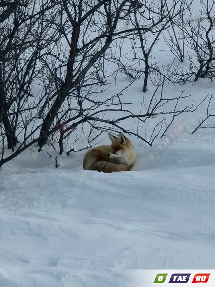 Селфи под кустом. Лисичка во всей красе