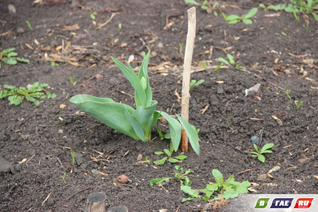 Бишкунак правит бал. Ночью - минусовые температуры