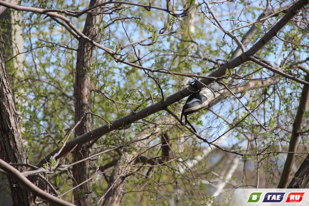 Сильный ночной ветер натворил в Гае немало дел
