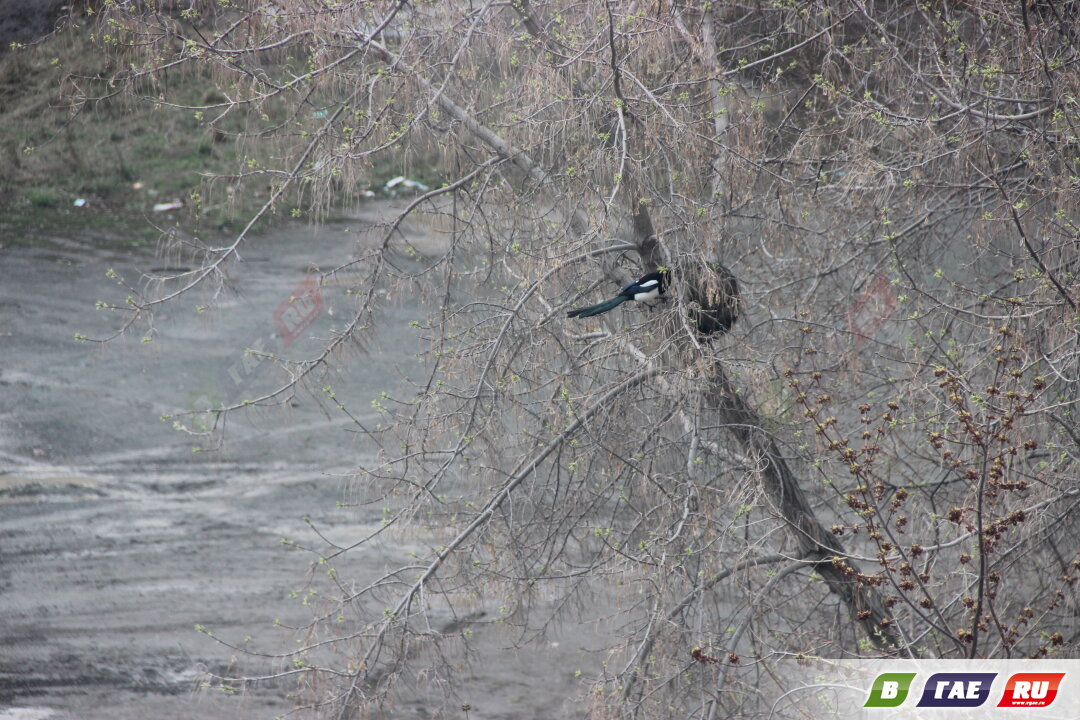 Сорока помогла коту спуститься с высокого дерева