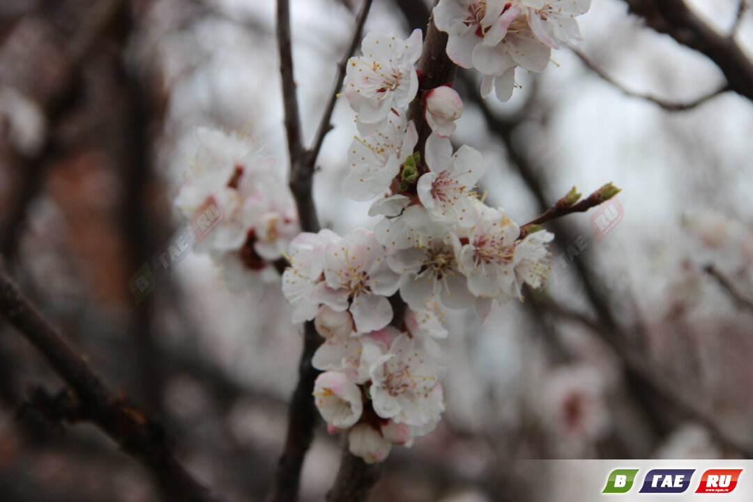 Какая погода будет в ближайшие три дня?