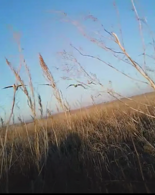 Неожиданная встреча в высокой траве