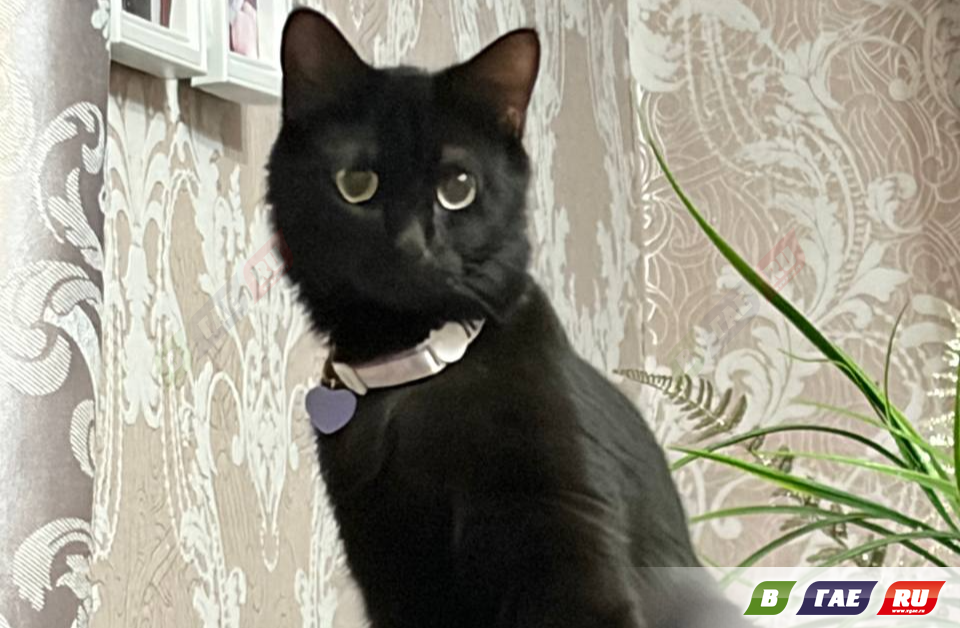 Потерялся кот Дарк. Помогите найти!