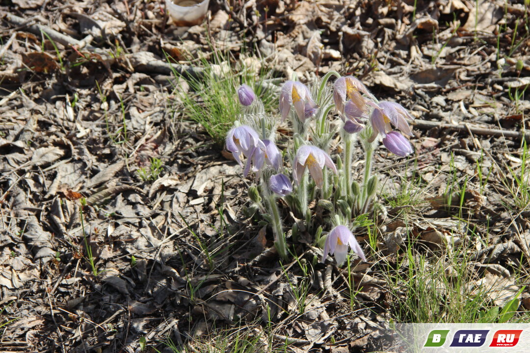 В сквере имени 25-летия ГОКа появились первоцветы, в том числе краснокнижный