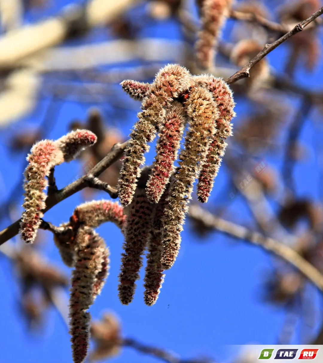 Какая погода будет в ближайшие дни? И сегодня - в Вербное воскресенье?
