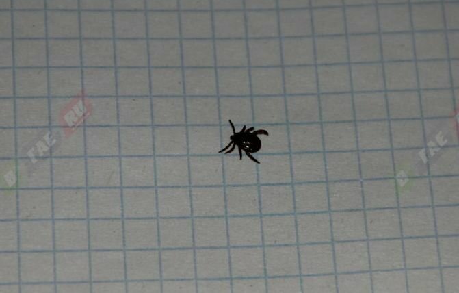 В Оренбуржье открыта горячая линия по клещам. Защитись от клещевых инфекций!