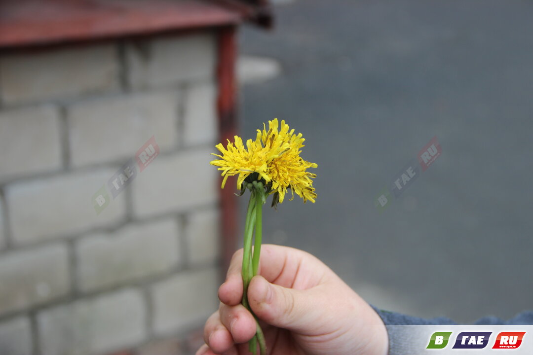 Мальчишки продавали одуванчики