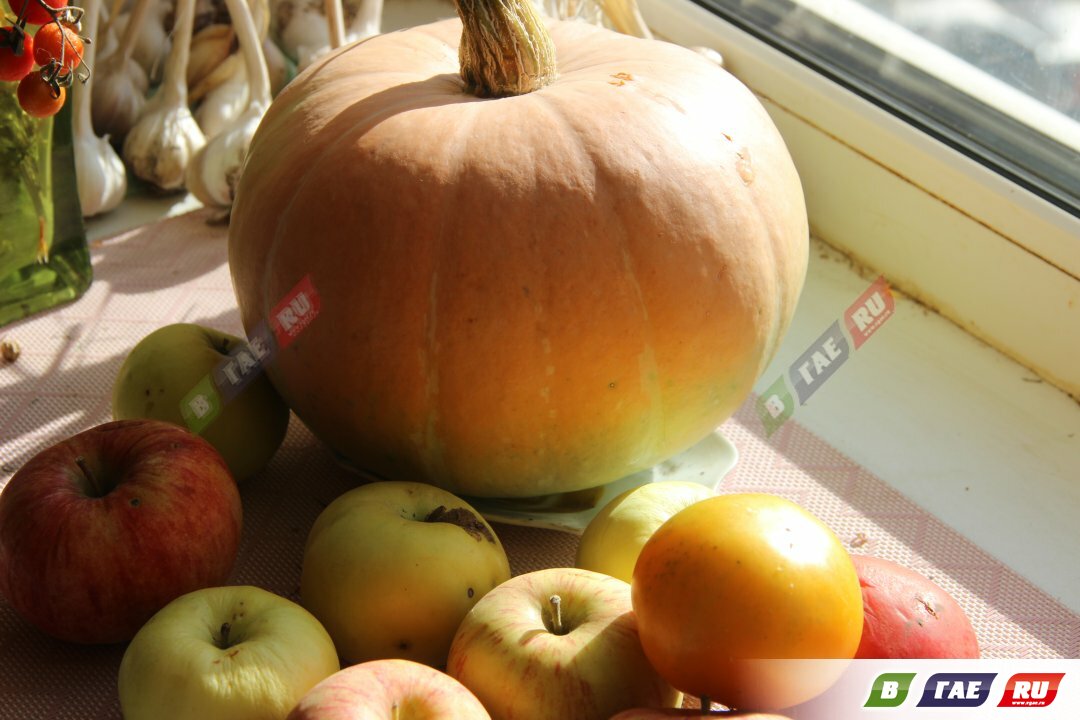 Стал известен график движения автобусов в сады - огороды