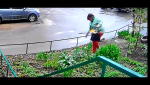 Гайчанка ворует тюльпаны с придомовых клумб